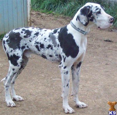 Stud Dogs - Great Dane